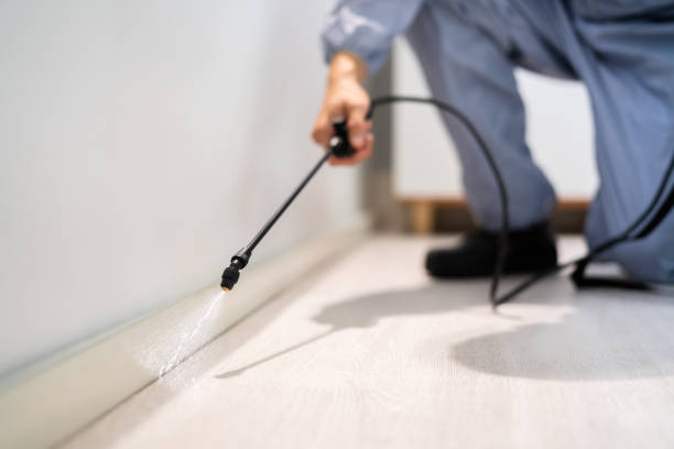 Licensed Termite Control service in Del Rey, CA - Nex Pest Control