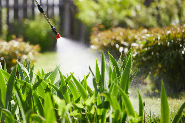24/7 Emergency Termite Control experts in Del Rey, CA